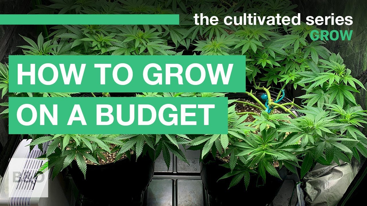 How to Grow Weed on a Budget | 2021