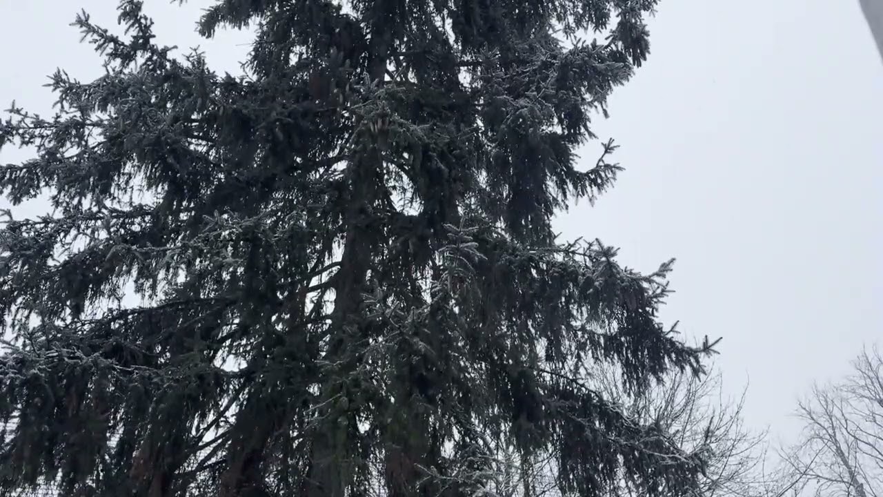 Falling Snow I Real Sounds I Berlin #asmr #relxing #film #study