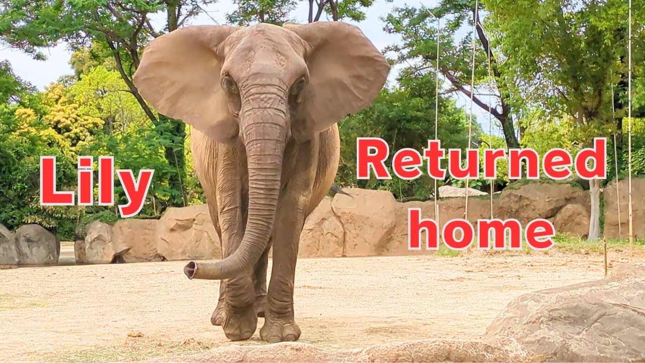 【アフリカゾウ 八木山動物公園】リリー、秋田市大森山動物園から帰ってきた！おかえりなさいイベント/Elephant Lily returns to Yagiyama Zoological Park