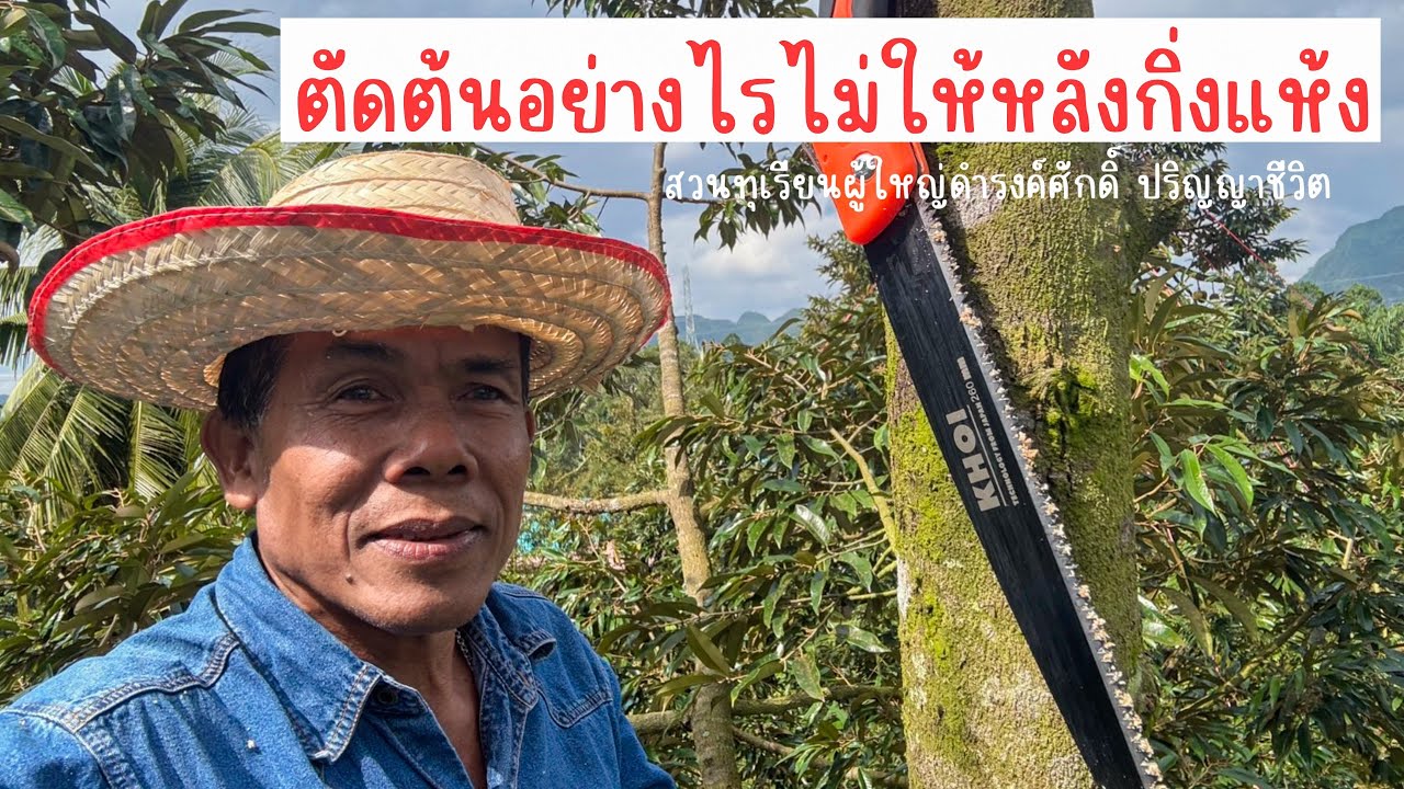 ตัดต้นอย่างไรไม่ให้หลังกิ่งแห้ง | EP.191