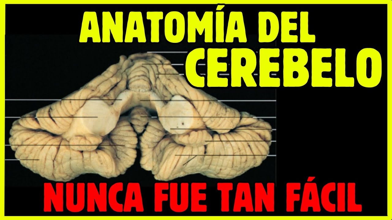 🧠ANATOMÍA DEL CEREBELO  / Configuración externa fácil y lógica