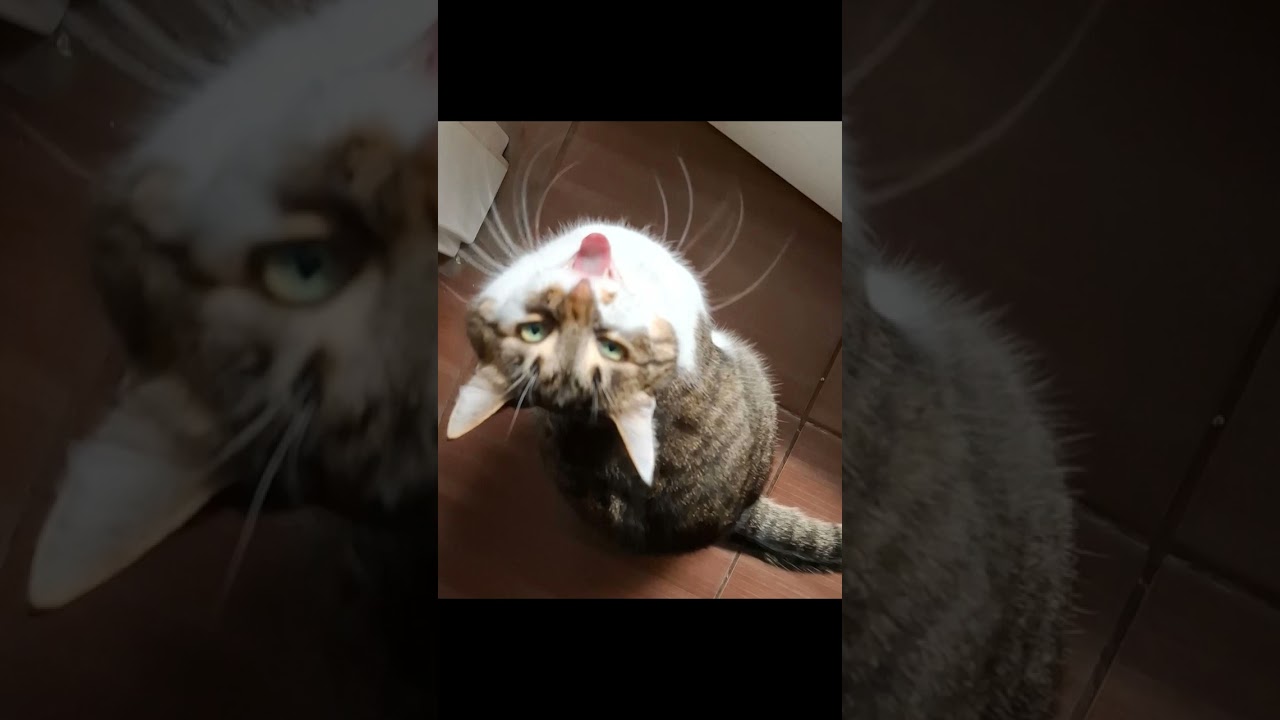 This unholy creature yelling because I didn't open th #animalvideos  #animalbonding  #funnypetvideos
