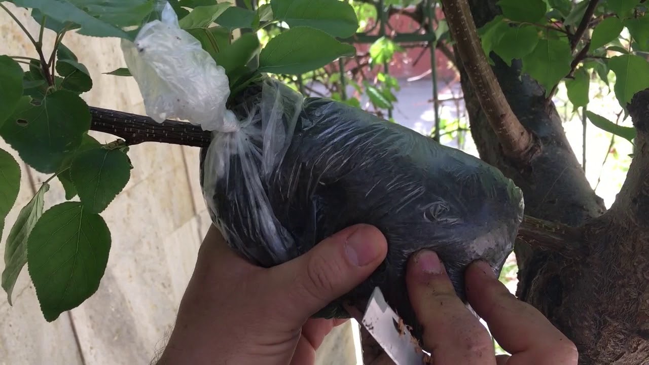 HAVAİ KÖKLENDİRME ESKİŞEHİR 01/Air Layering