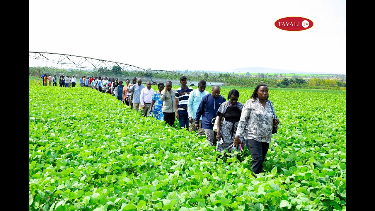 IBITANGAZA BIKORERWA KU MULINDI - NASHO IRRIGATION PROJECT#KIREHE#ABAHINZI B'ICYI BYABARENZE#