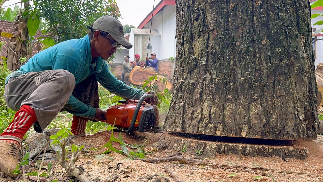 Skill and teamwork... These 3 difficult trees become easy ‼️