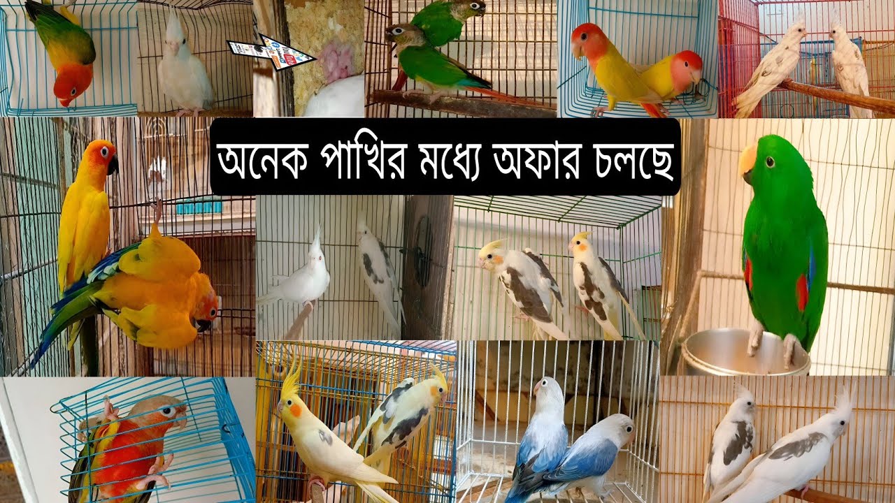 অনেক পাখির মধ্যে বিশাল অফার চলছে // 2025 // Dec // 27 // Love Bird / Sun conure / cockateel 