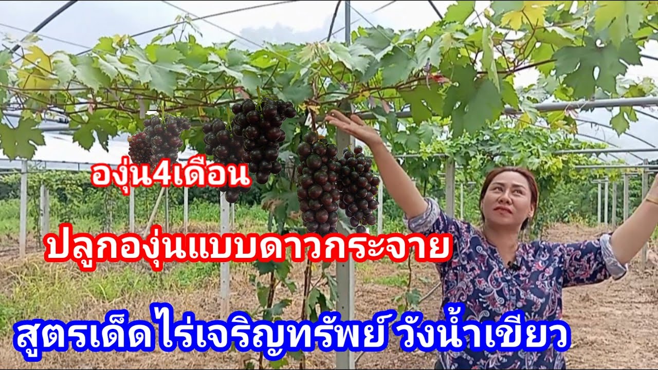 ปลูกองุ่นแบบดาวกระจาย โตไว ได้กิ่งเยอะ 4เดือนเริ่มมีลูกให้เห็น แบบฉบับไร่เจริญทรัพย์วังน้ำเขียว