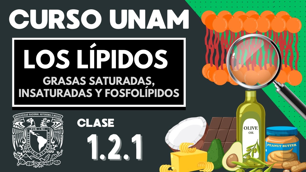 🌱 LÍPIDOS | Moléculas orgánicas | CURSO UNAM | Grasas saturadas, insaturadas, fosfolípidos