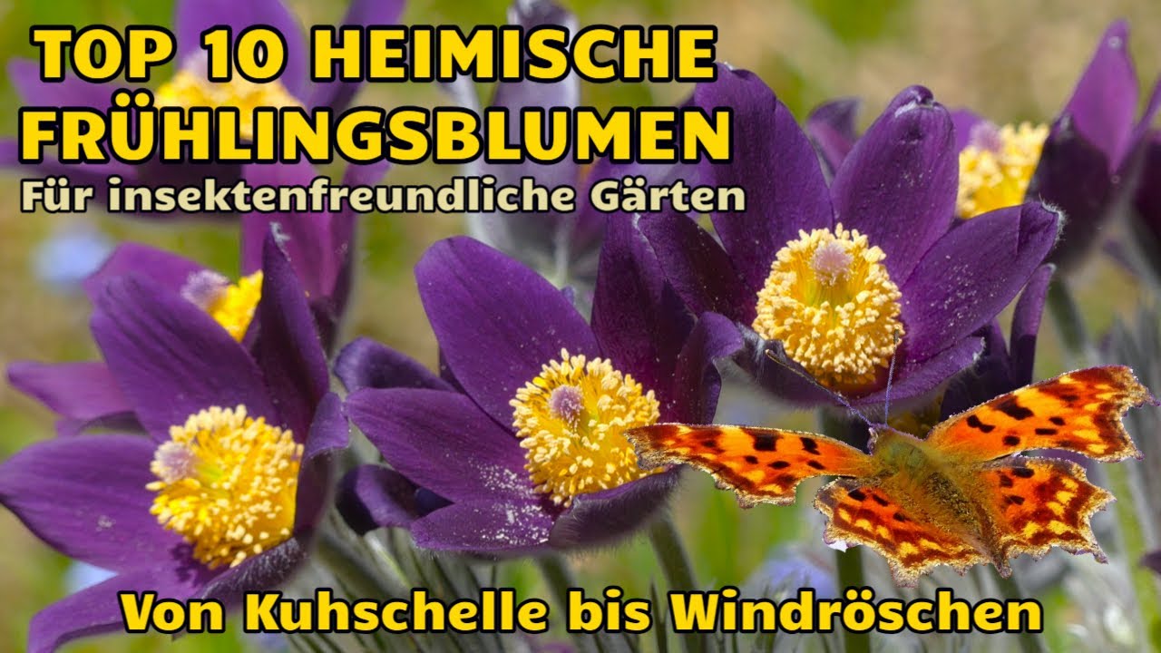 TOP10 Heimische Frühlingsblumen für insektenfreundliche Naturgärten von Anemone bis Veilchen #natur