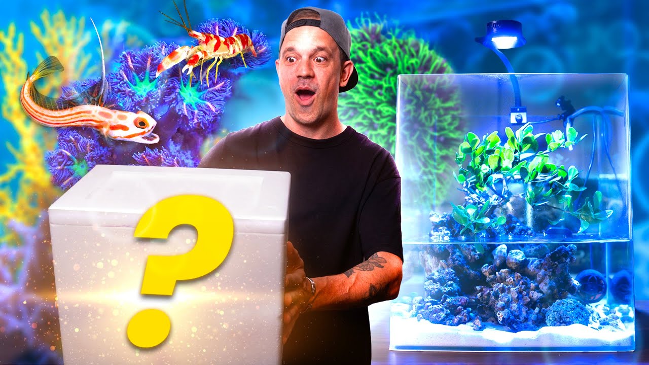 LES ANIMAUX DU PALUDARIUM MARIN SONT ARRIVÉS ! 🪸🐠 - TOOPET
