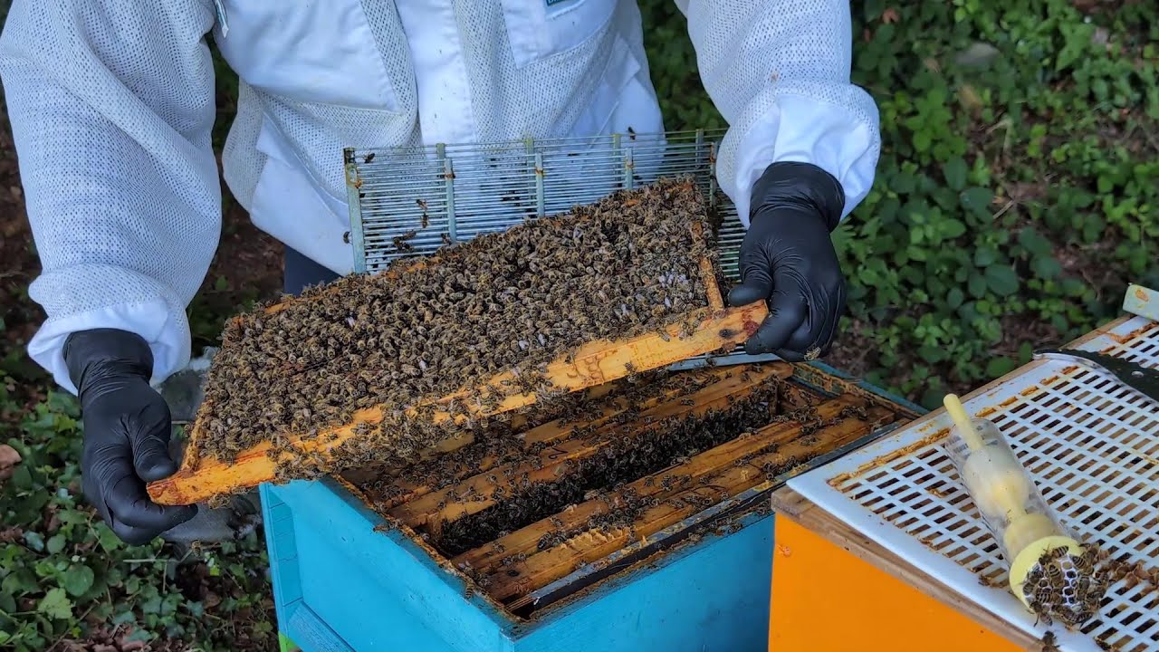 Metodo del telaino trappola