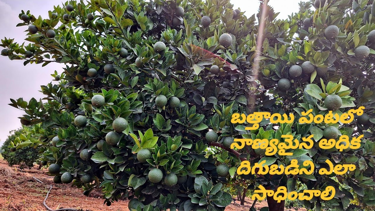 బత్తాయి పంటలో  అధికదిగుబడి ఎలాసాధించాలి పిందే కాయగా మారేటువంటి క్రమంలో రాలకుండా ఎలా నివారించుకోవాలి