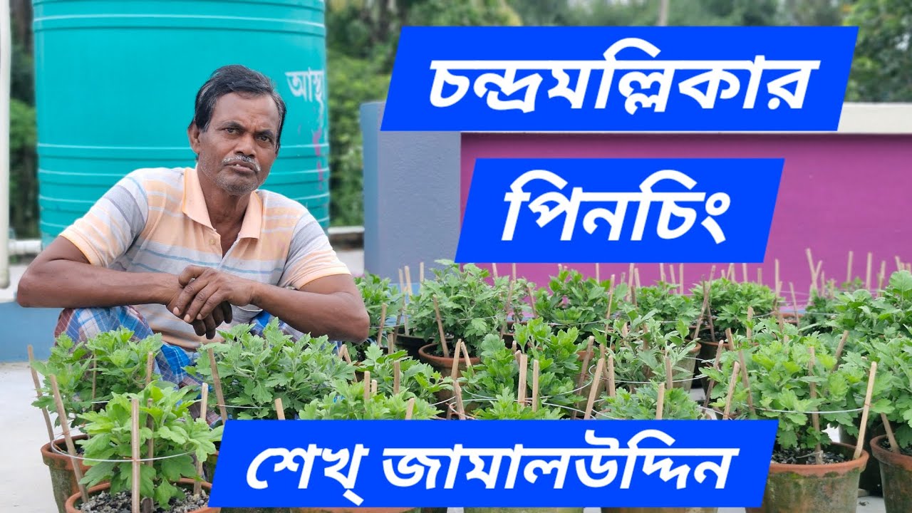চন্দ্রমল্লিকার পিঞ্চিং/পিনচিং শিখুন:শেখ্ জামালউদ্দিন! Chrysanthemum pinching Style!