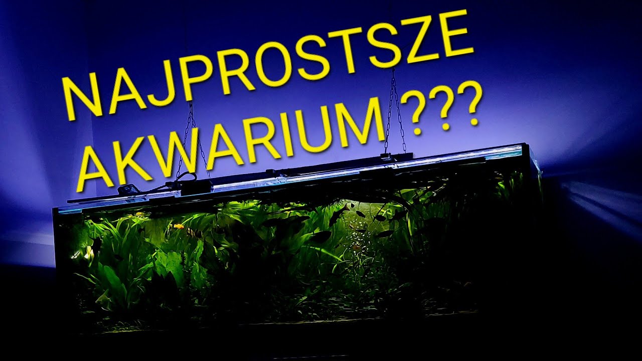 Jak założyłem akwarium 400L? Czy to najlepszy sposób na założenie prostego akwarium? + KONTROWERSJA