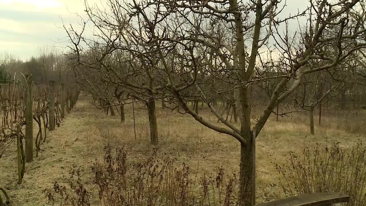 Zöldközelben: A korai vetés és metszés rejtelmei (2020.03.09.)