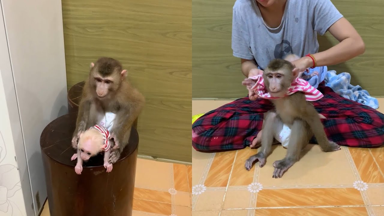 Baby Monkey Sharing Snacks with Big Brother 🐒💛 | Cutest Family Moment
