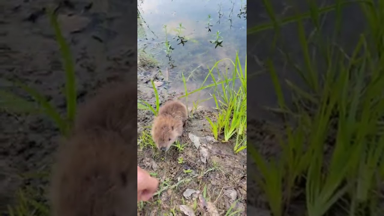 Baby Beaver Comes Out Of Water To Hand