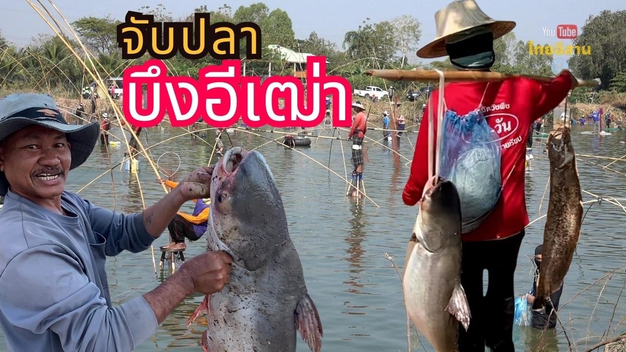 จับปลาหนองบึงอีเฒ่า หนองนี้มีลุ้นปลาใหญ่หลากหลายชนิด