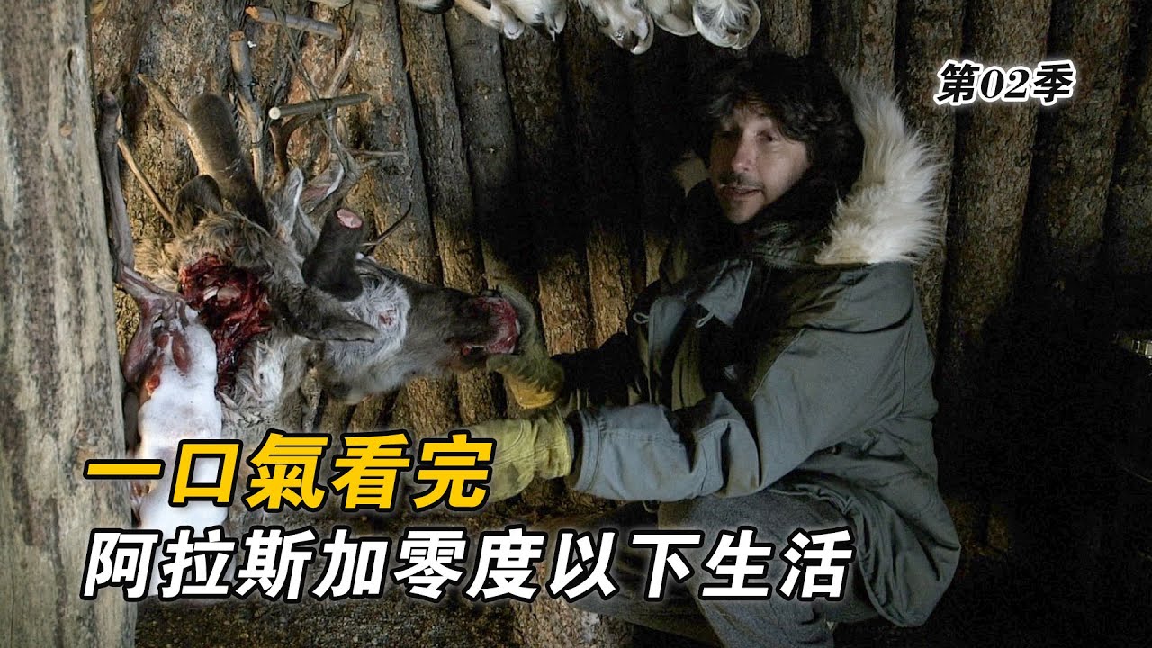 一口氣看完阿拉斯加零度以下的生活，狩獵上千斤頂駝鹿，連續捕獲四隻馴鹿，零下十幾度戶外洗澡，設陷阱抓北極狐！紀錄片