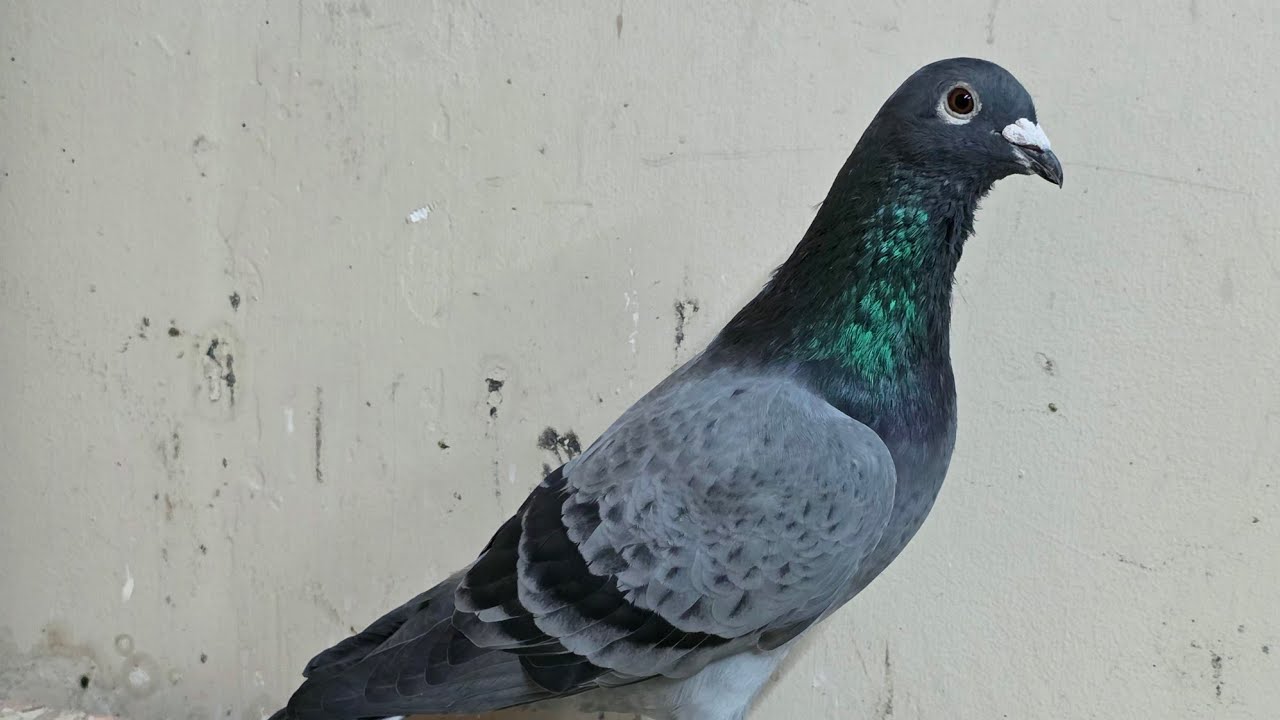 VLOG 71| MANG THOMAS 6! BAGONG BREEDER NATIN| CMPADUA LOFT |#pigeon #bird #kalapatids #pigeonlover