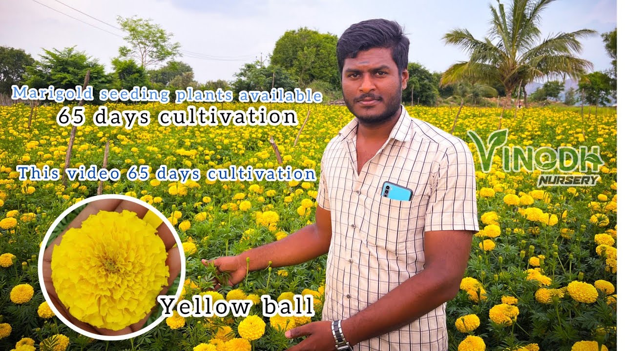marigold yellow ball 65 day cultivation and plants available shoolagiri, Hosur