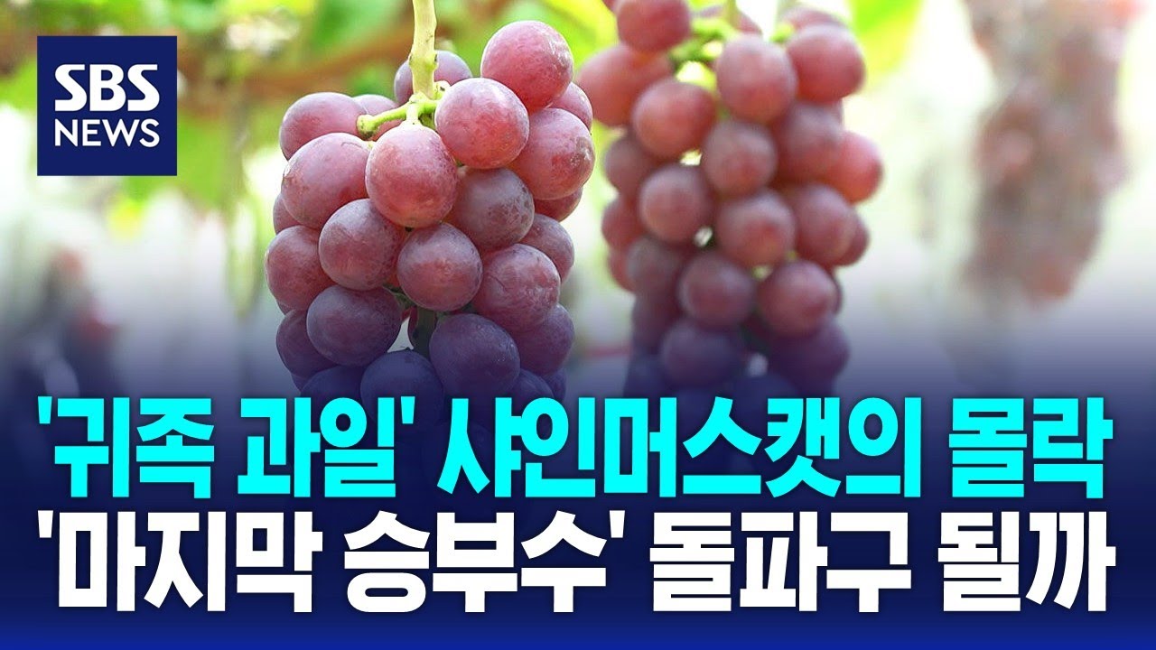 '귀족 과일' 샤인머스캣의 몰락…'마지막 승부수' 돌파구 될까 / SBS