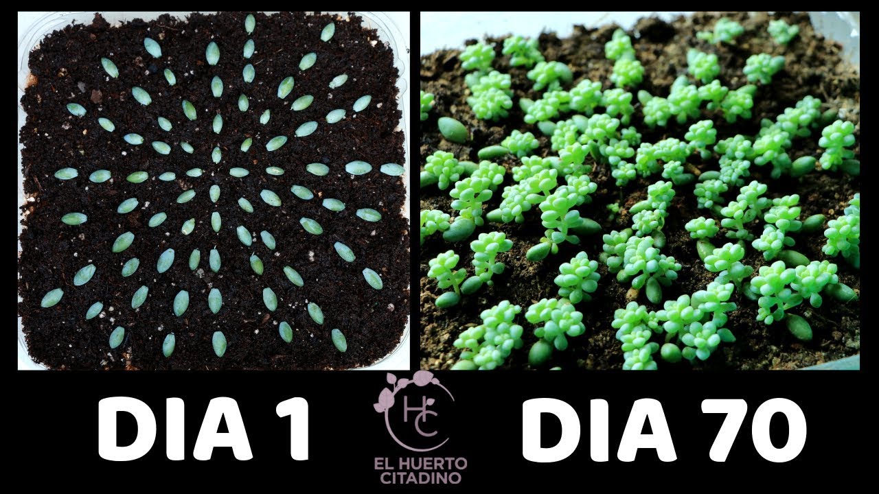 COMO REPRODUCIR SUCULENTAS MUY FACIL POR HOJA || EL HUERTO CITADINO