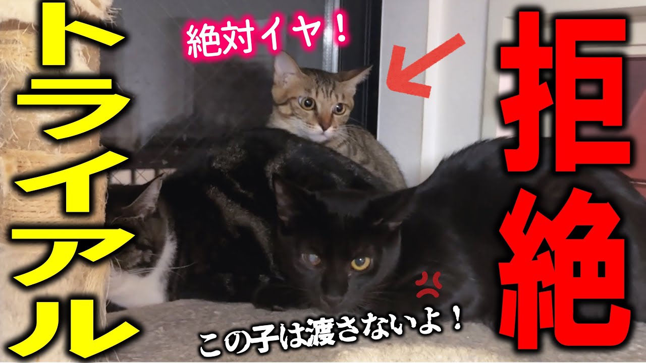 温厚な保護子猫が、里親へ行くのを嫌がり大暴れしました…！