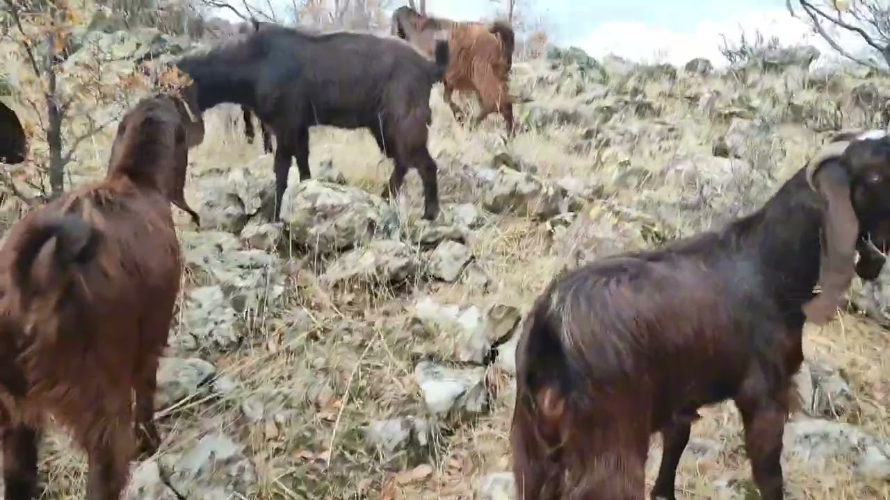 Halep Keçi Yetiştiriciliği  | Yayılım Günlükleri 12