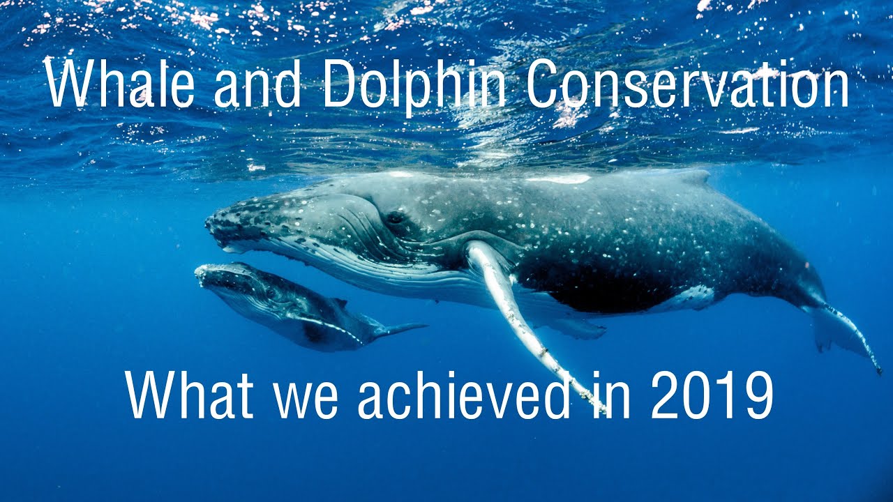 WDC Successes Video 2019