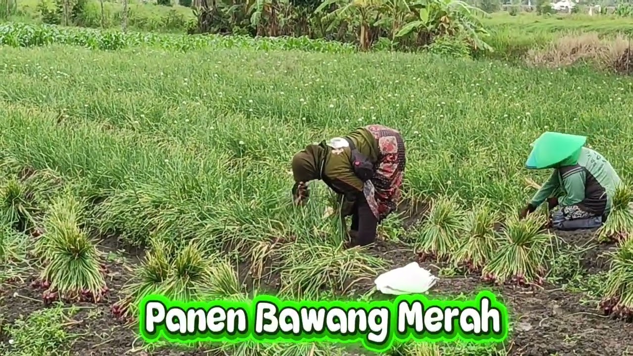 Proses Panen Bawang Merah - Hari Pertama Puasa