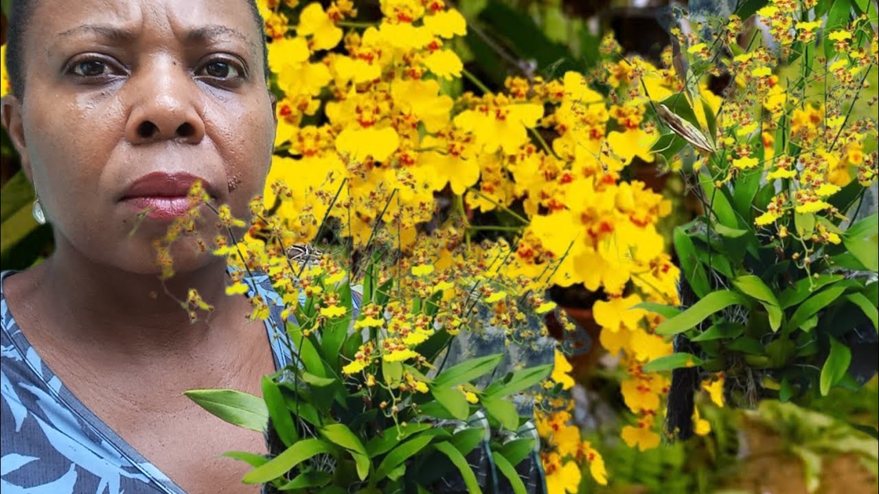 Como fazer mudas de orquídea oncidium.