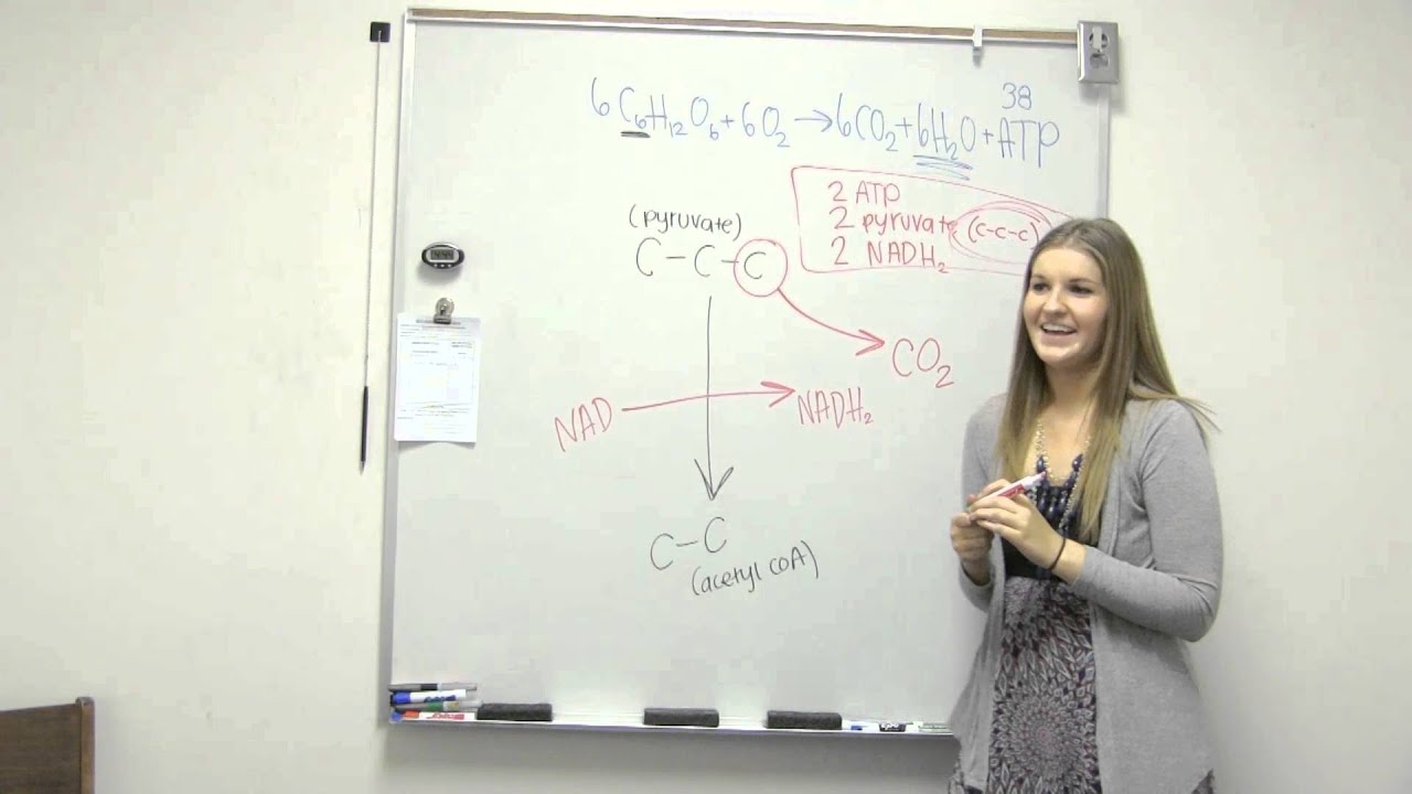 Acetyl CoA