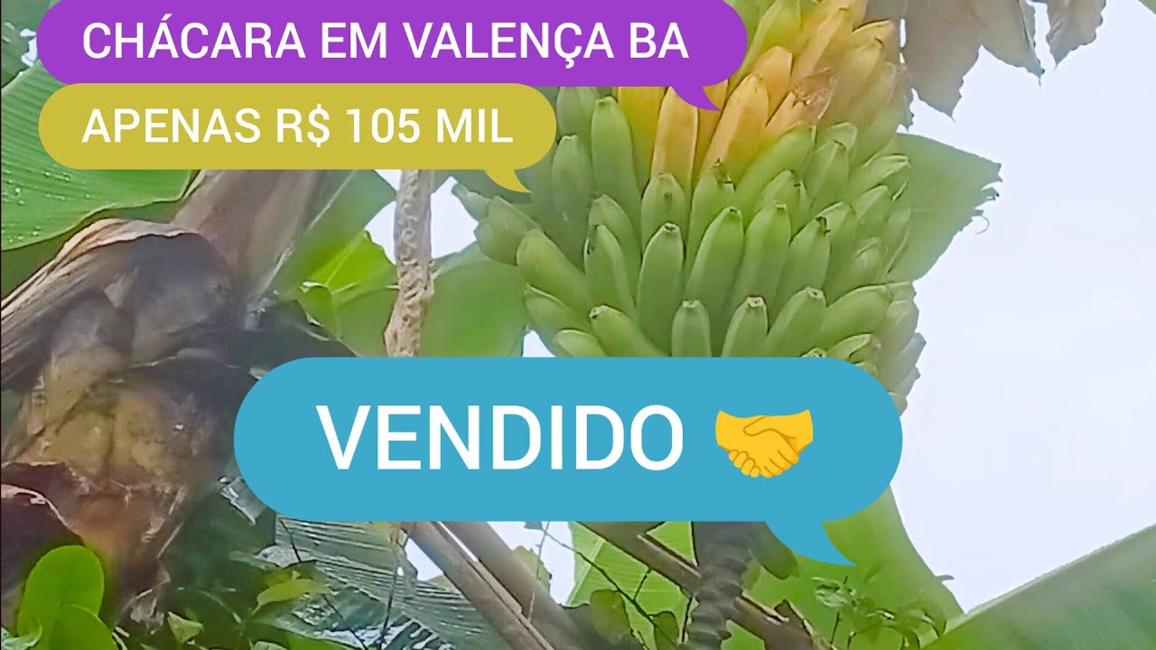 CHÁCARA COM 5 MIL METROS À 17 KM DE VALENÇA BA CÓDIGO:0230 ZAP 73981663547