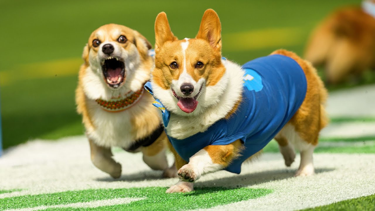 Chargers Host Corgi Cup During NFL Halftime | LA Chargers