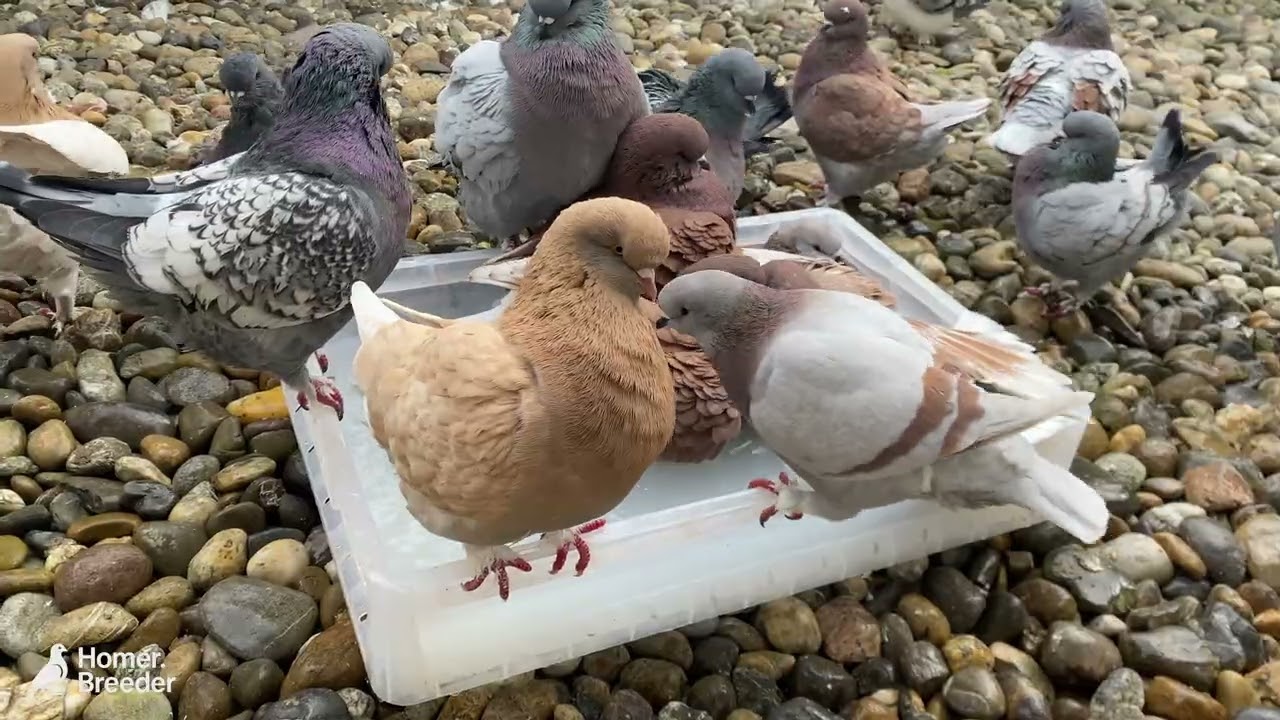 Modena Pigeons Bathing | Fancy Pigeon Breeds ⁴ᴷ