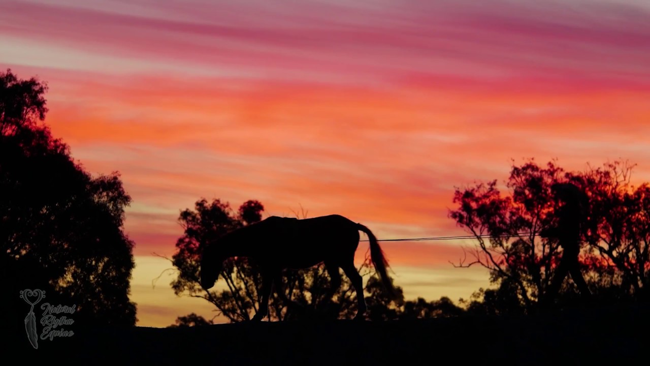 DAY 9: Sunset drive! ★ Brumby Challenge