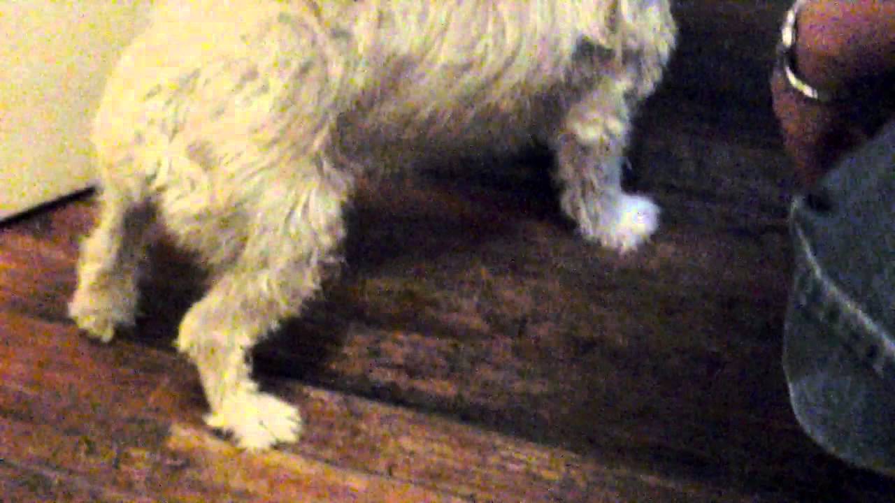 Lovely Tracysdog
