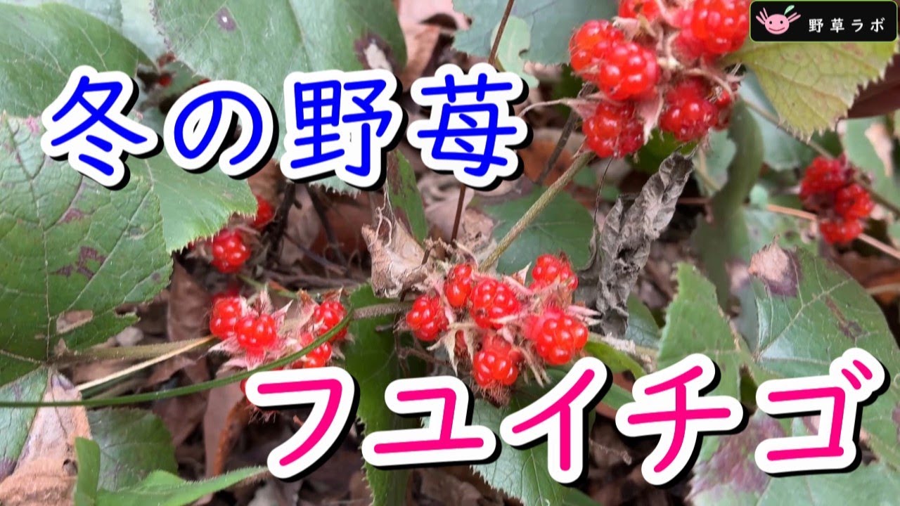 寒くても、お金がなくても、幸せな気分になれる。野生の果実！冬の食べられる野草【フユイチゴ】