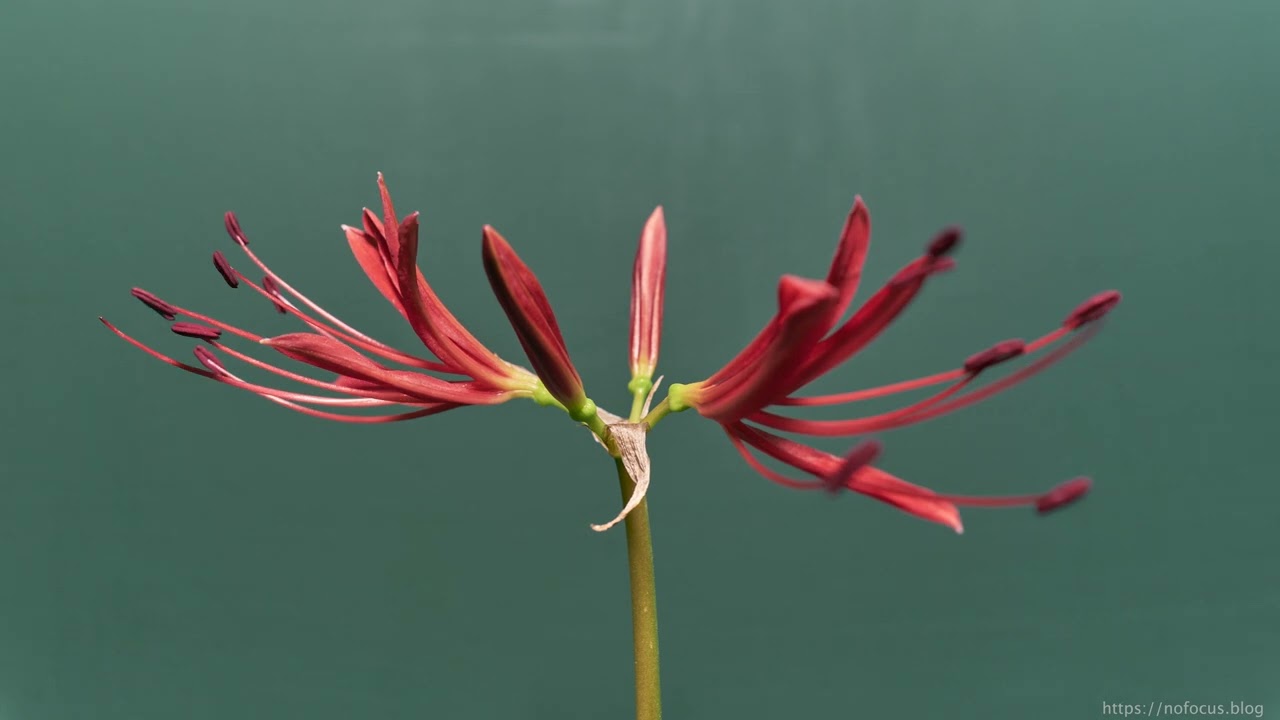 Red Spider Lily [Lycoris Radiata] Blooming Timelapse 8K 60fps