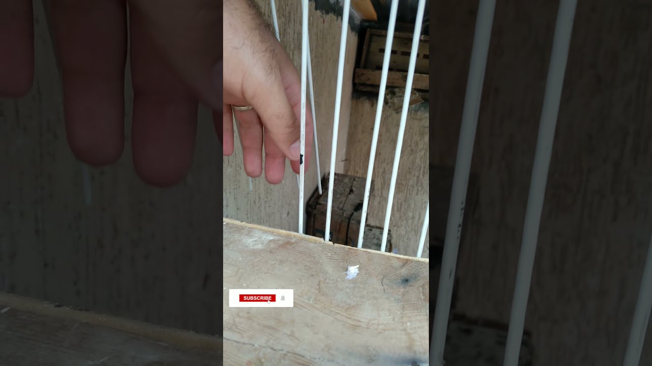 كيف تصنع سبوتنيك للحمام بأشياء بسيطة