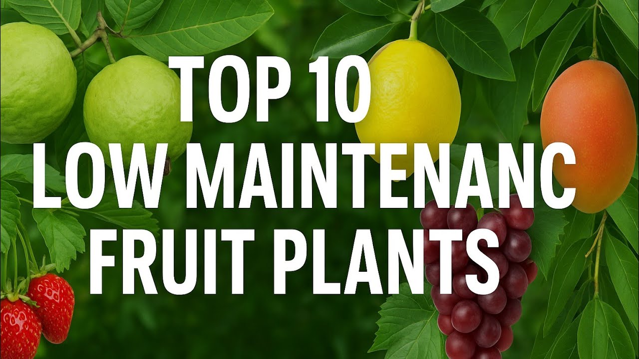Top 10 Low Maintenance Fruit Plants for Your Home Garden