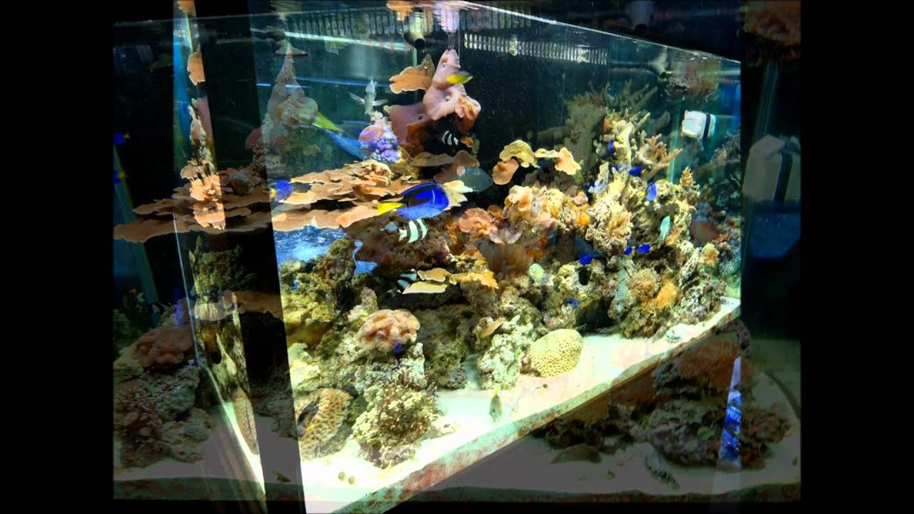 Aquaculture, Salt Water Project with Inda-Gro Lighting