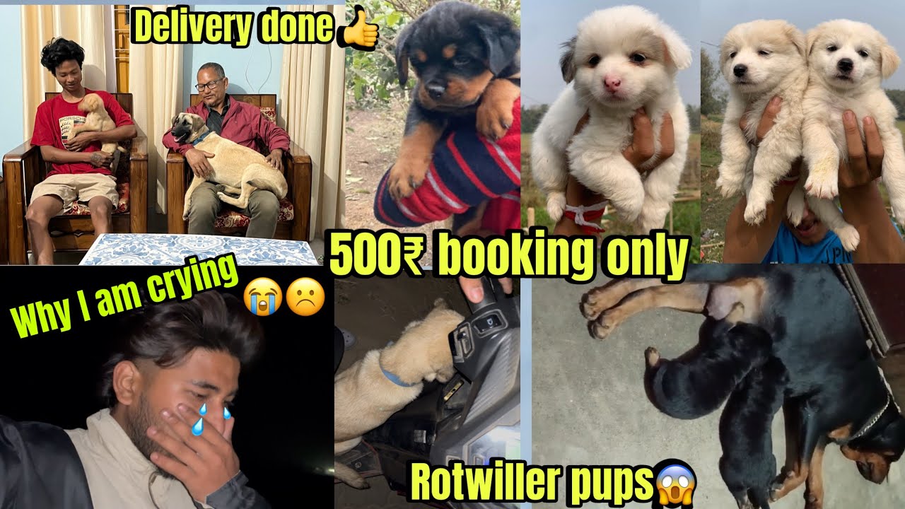 Culture spitz puppy for sale😱🐕 | Best pet shop in Guwahati | Rotwiller 😱| cheapest dog market Assam