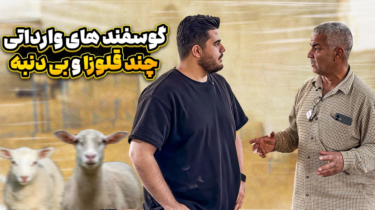 درآمد گوسفند چندقلوزای وارداتی 🤯 حداقل یک میلیارد سالانه 