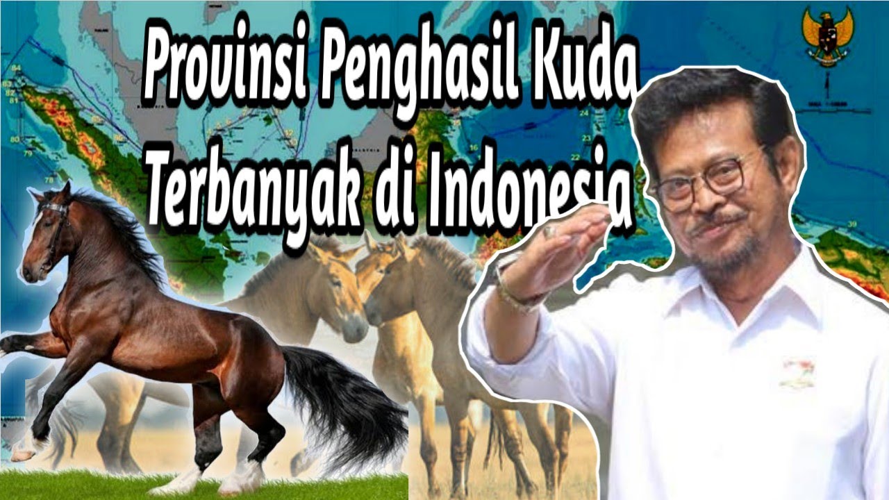 Peringkat 1-34 Provinsi dengan jumlah populasi kuda terbanyak di Indonesia | Produsen Penghasil Kuda