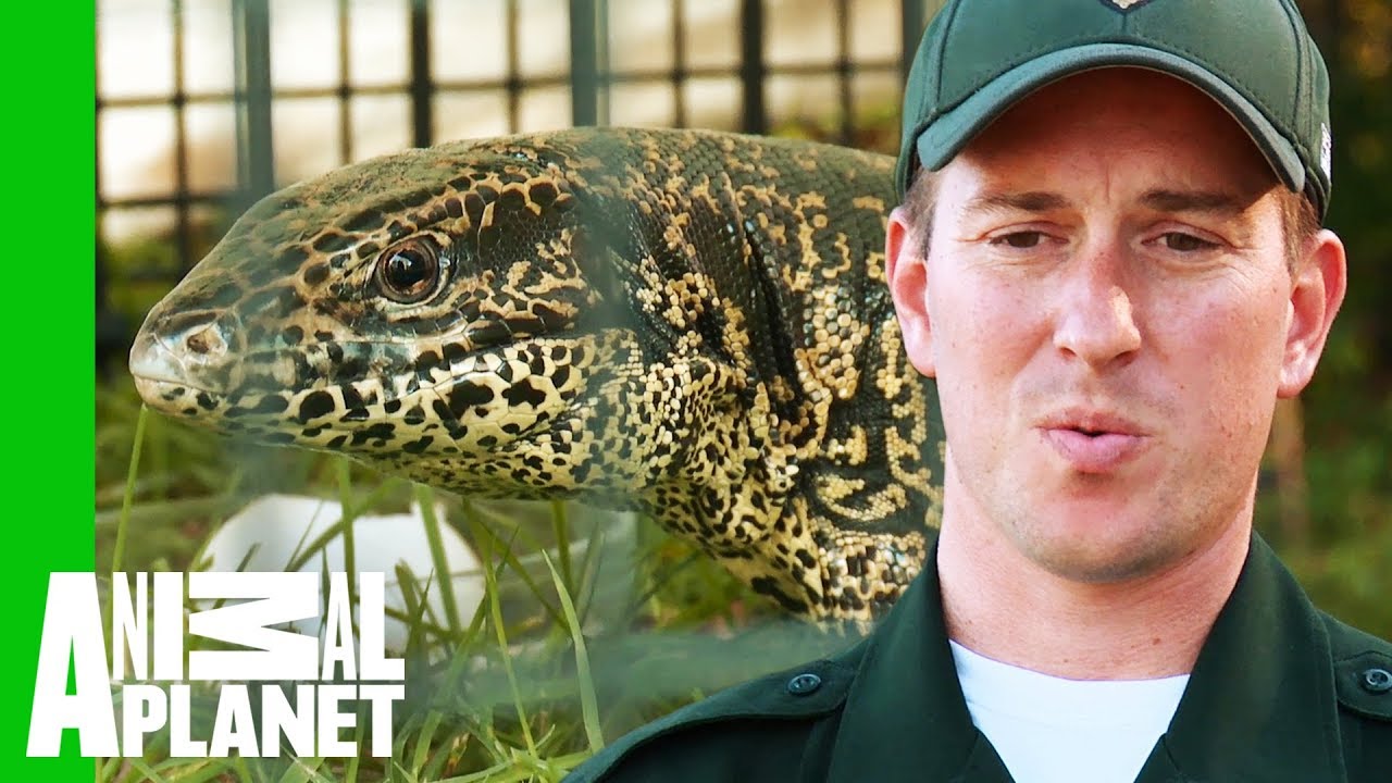 Two Foot Long Lizard Caught Roaming Wild in a Backyard | North Woods Law