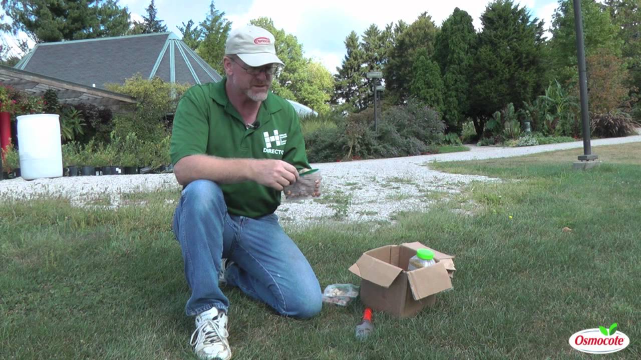 Garden Tutorial: Naturalizing the Lawn with Small Bulbs