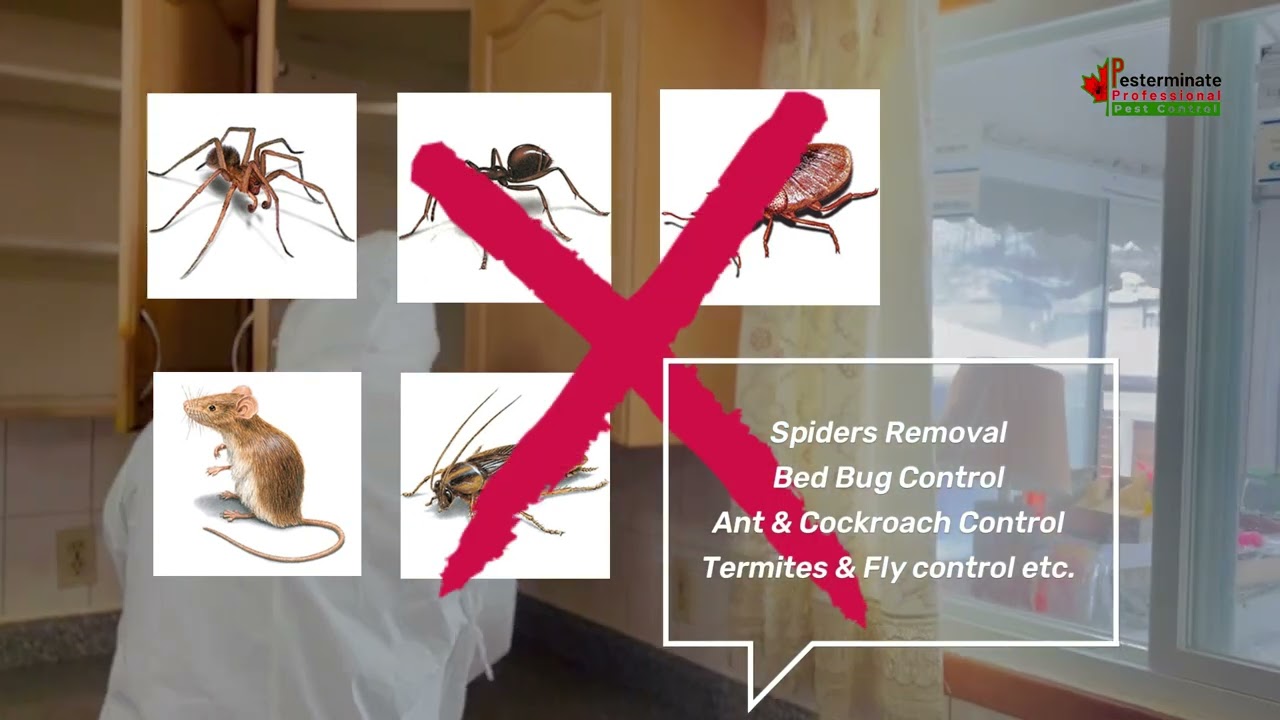 Pest control and cleaning services