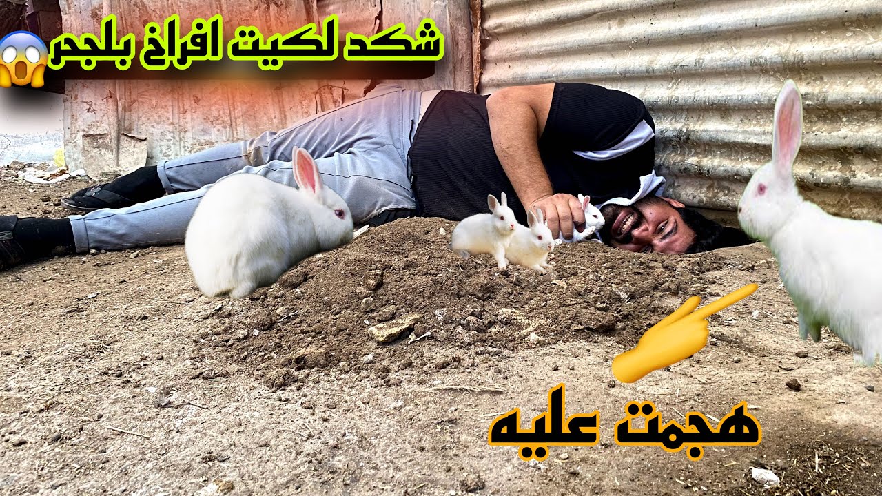 طلعت الأرانب من الجحر🐇وسويت عش للفناجز وجوله بلمزرعة